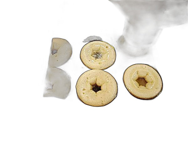Belshaw Donut Robot® Mark II (8 Variations in variants) Standard Donut /Mini Option Available Bakery Wholesalers